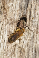 Osmia niveata