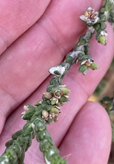 Thymelaea hirsuta