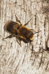Osmia niveata