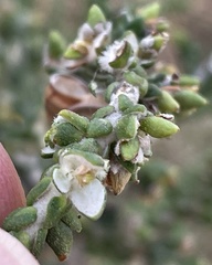 Thymelaea hirsuta