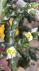 Thymelaea hirsuta