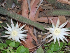 Peniocereus