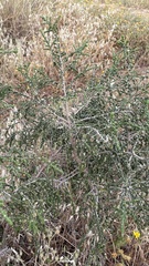 Thymelaea hirsuta