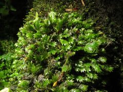 Fissidens osmundioides