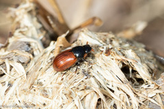 Aphodius pedellus
