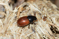 Aphodius pedellus