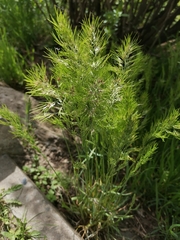 Poa bulbosa