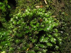 Fissidens osmundioides