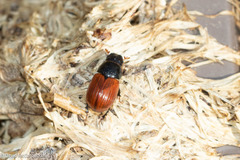 Aphodius pedellus