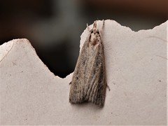 Thopeutis forbesellus