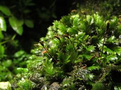 Fissidens osmundioides