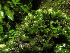 Fissidens osmundioides