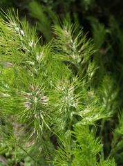 Poa bulbosa