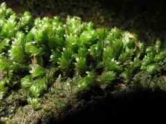 Fissidens osmundioides