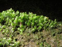 Fissidens osmundioides