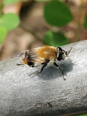 Criorhina floccosa