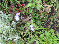 Myosotis semiamplexicaulis