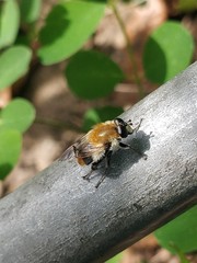 Criorhina floccosa