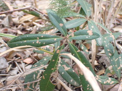Rhoicissus digitata