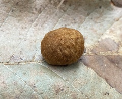 Striatoandricus nievesaldreyi