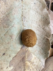 Striatoandricus nievesaldreyi