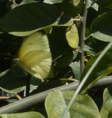Aphrissa statira