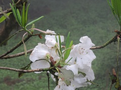 Rhododendron griffithianum