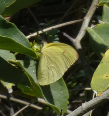 Aphrissa statira