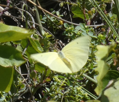 Aphrissa statira