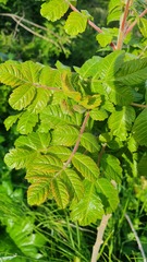 Rhus coriaria