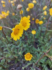 Glossopappus macrotus