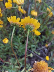 Glossopappus macrotus