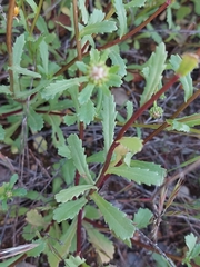 Glossopappus macrotus