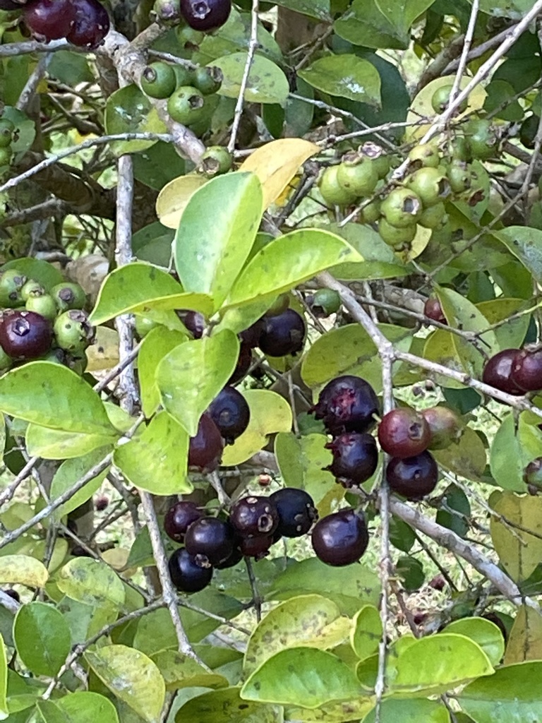 Psidium myrtoides from Santa Teresa, ES, BR on April 20, 2022 at 03:22 ...