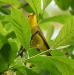 Cardellina pusilla