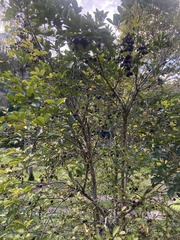Psidium myrtoides