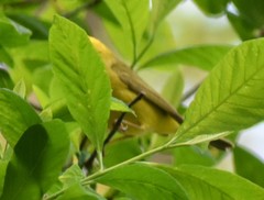 Cardellina pusilla