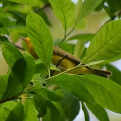 Cardellina pusilla