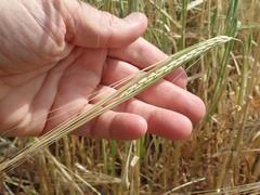 Hordeum vulgare