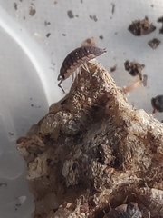 Porcellio scaber