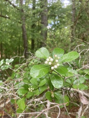 Crataegus uniflora
