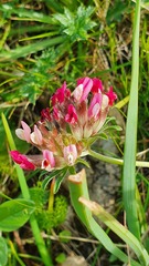 Anthyllis vulneraria maura