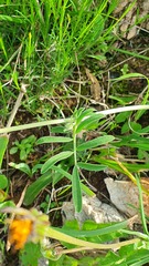 Anthyllis vulneraria maura