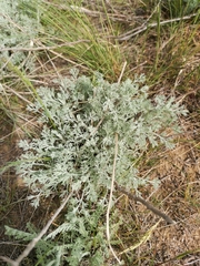 Artemisia fragrans