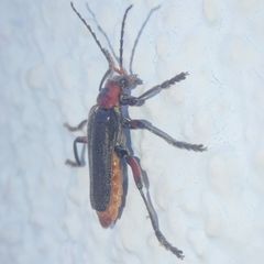 Cantharis rustica