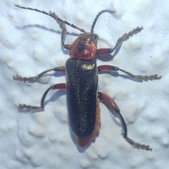 Cantharis rustica