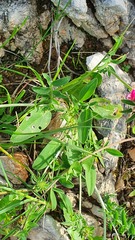 Anthyllis vulneraria maura