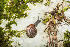 Campylaea illyrica
