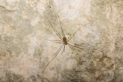 Dasylobus graniferus