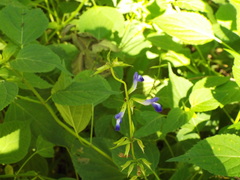 Salvia caudata